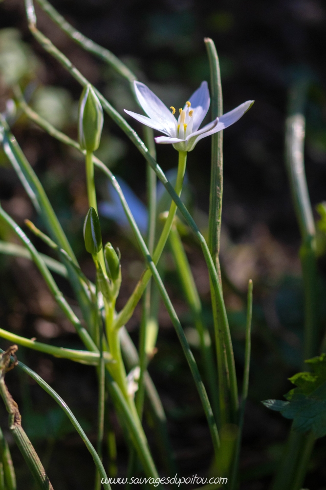 Ornithogalum umbellatum, Ornithogale en ombelle, Poitiers bords de Boivre