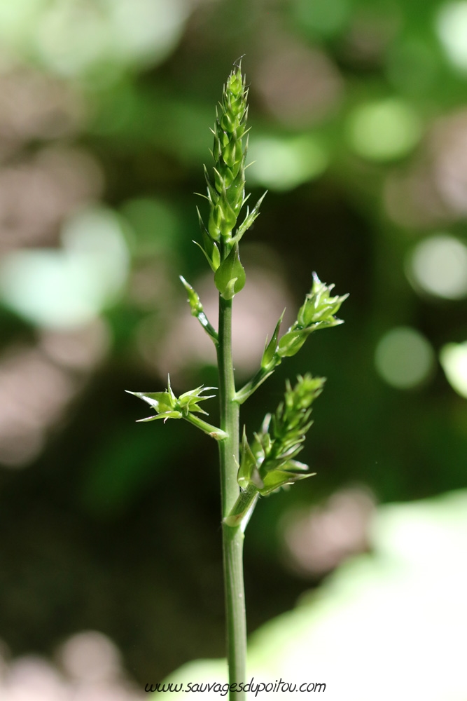 Ruscus aculeatus, Fragon, Saint Benoît (86)