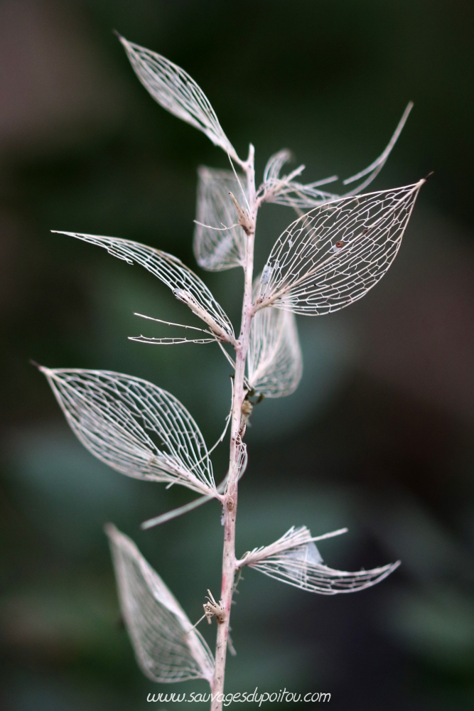 Ruscus aculeatus, Fragon, Poitiers bords de Boivre