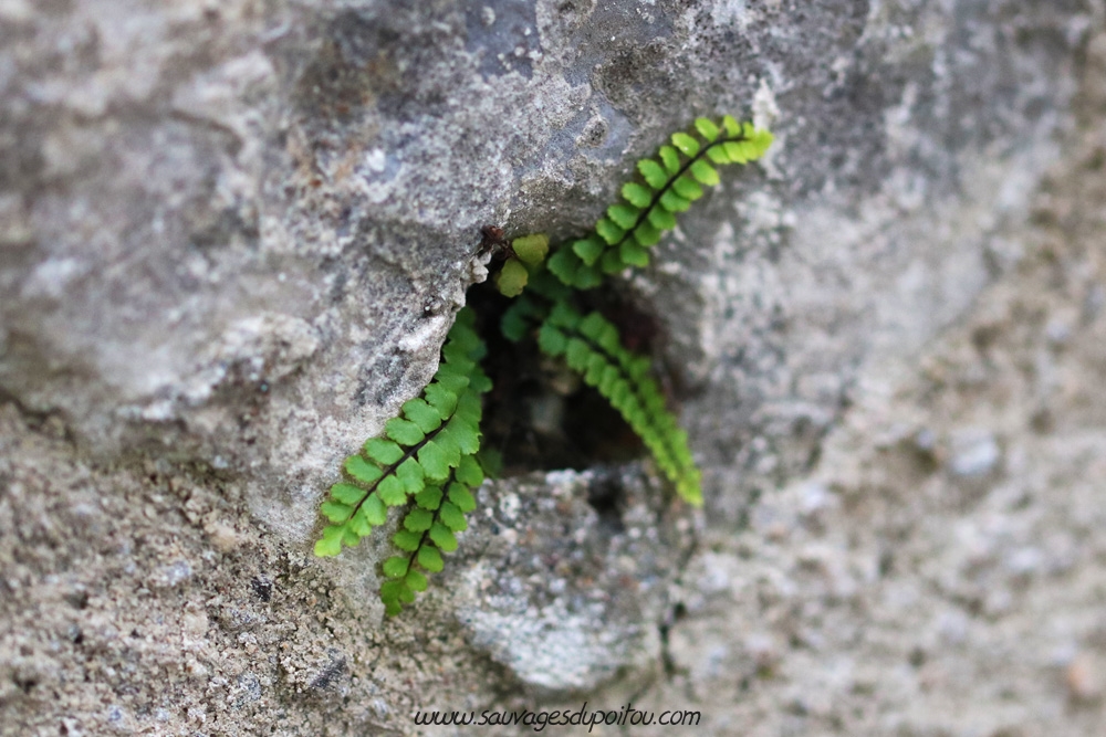 Asplenium trichomanes, Capillaire des murailles, Poitiers quartier Chilvert