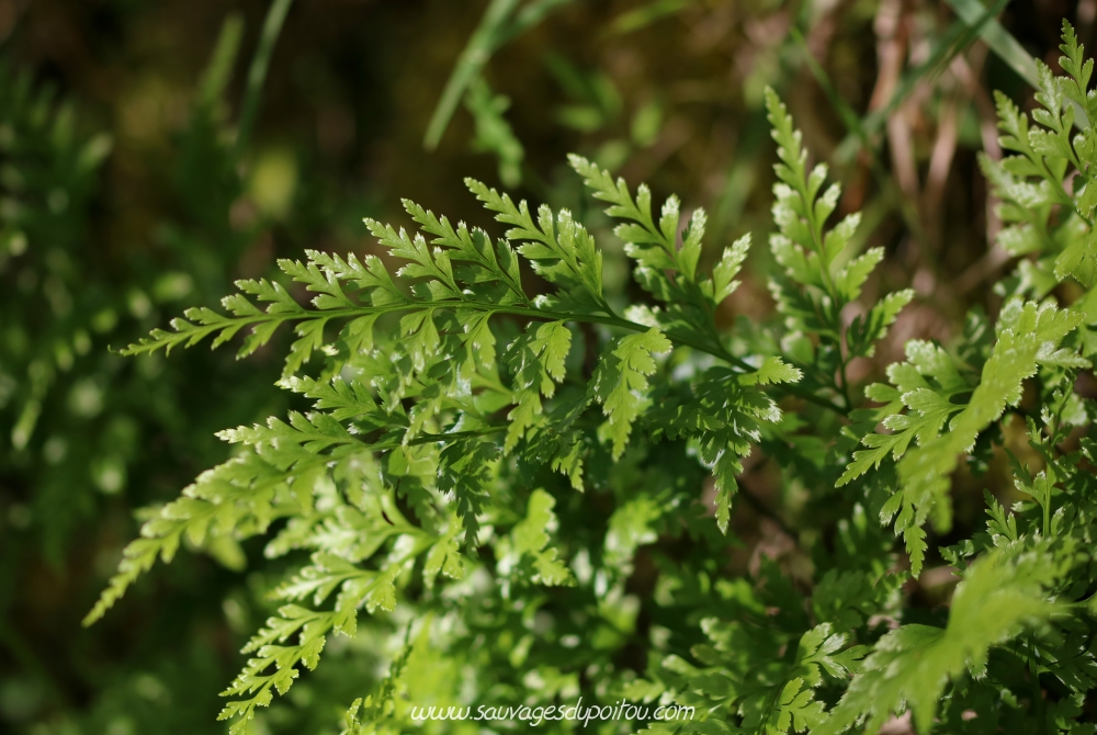 Asplenium adiantum-nigrum, Capillaire noire, Puits d'Enfer (Exireuil, 79)