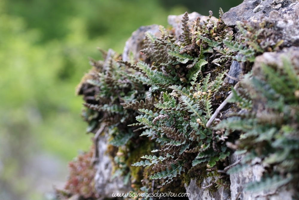 Asplenium ceterach, Ceterach, Biard (86)
