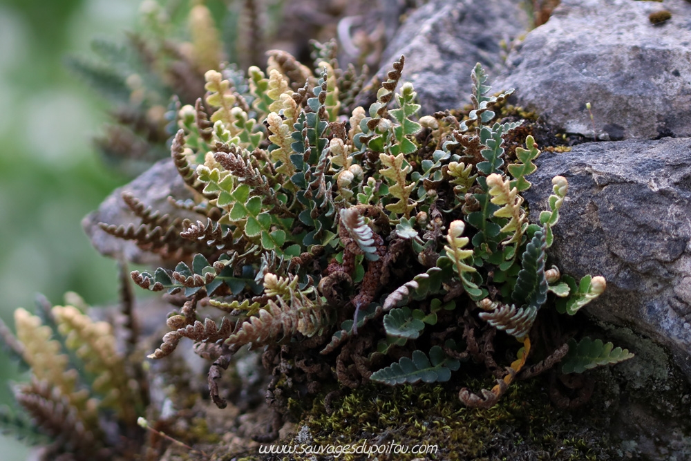 Asplenium ceterach, Ceterach, Biard (86)