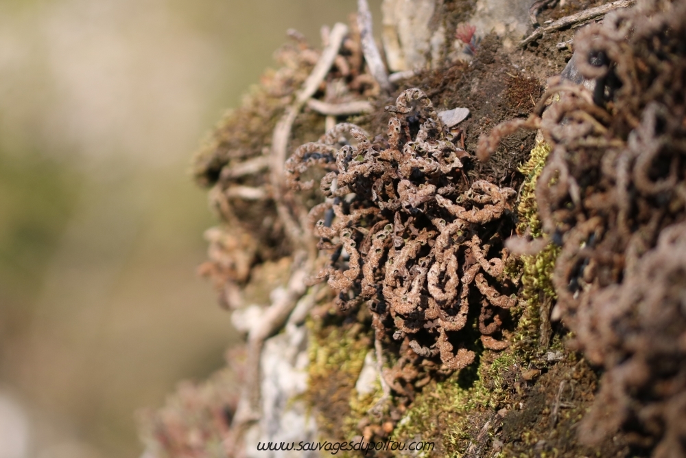 Asplenium ceterach, Cétérach, Biard (86)