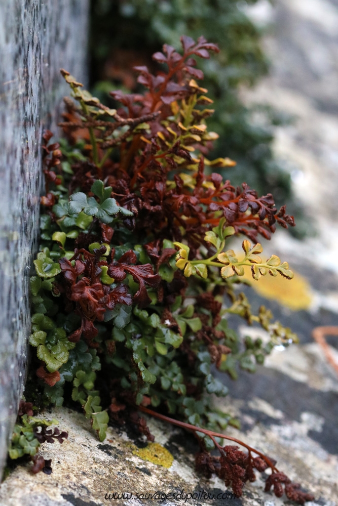 Asplenium ruta-muraria, Doradille rue des murailles, Poitiers cimetière de Chilvert