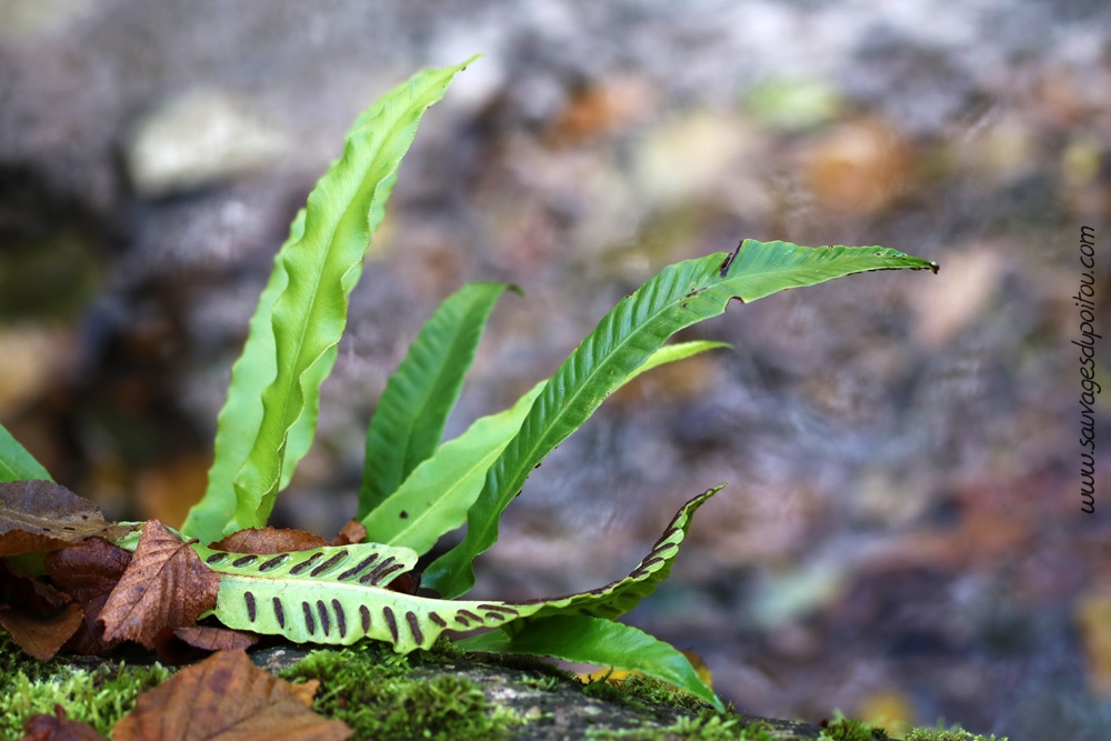 Asplenium scolopendrium, Scolopendre, Poitiers bords de Boivre