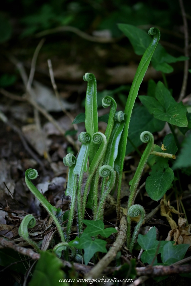 Asplenium scolopendrium, Scolopendre, Poitiers bords de Boivre