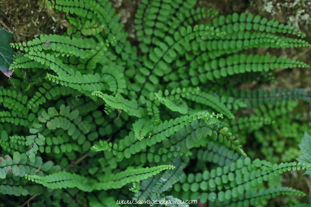 Asplenium trichomanes, Capillaire des murailles, Poitiers bords de Boivre