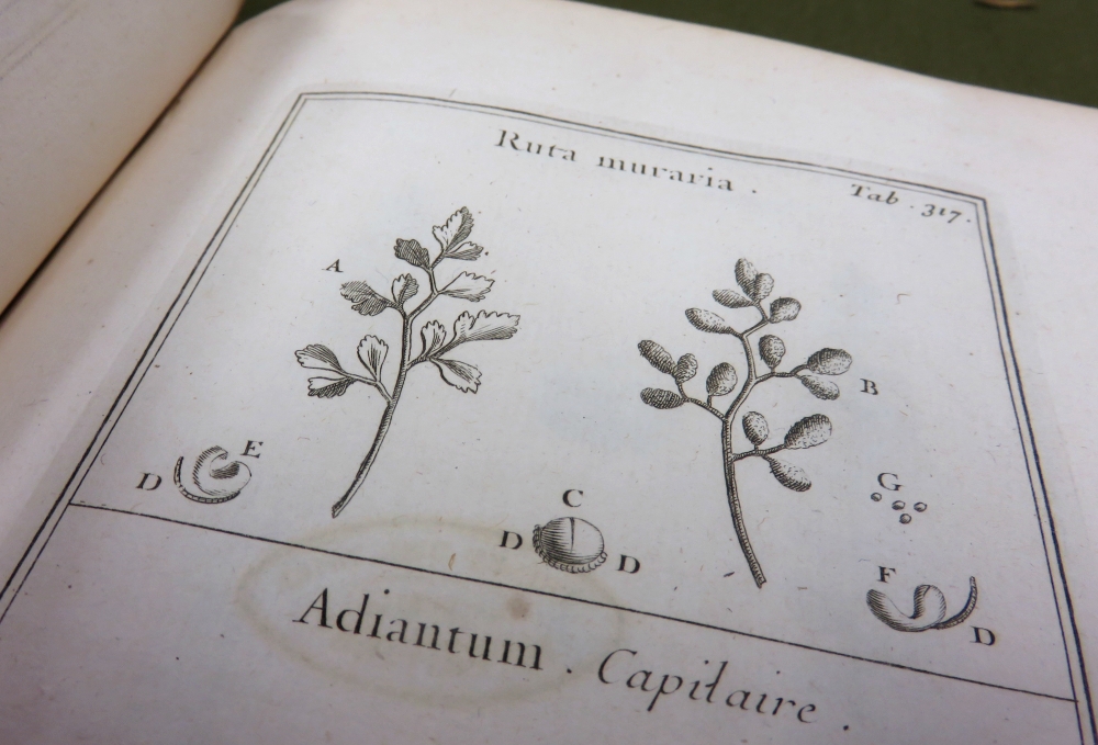 Ruta muraria, Joseph Pitton de Tournefort, 1719