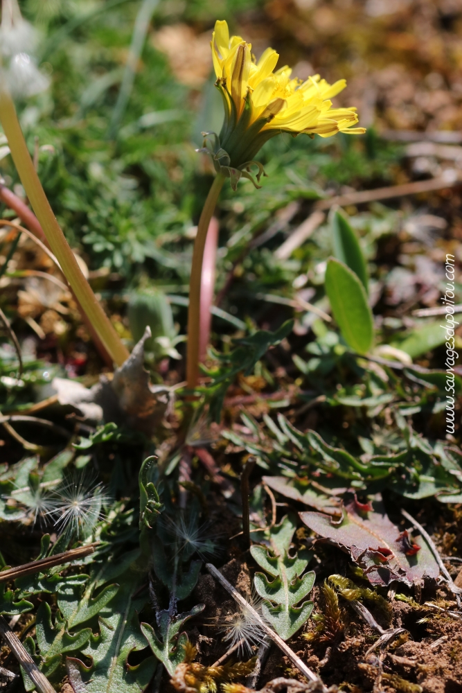 Taraxacum section Erythrosperma, Vouneuil-sous-Biard (86)