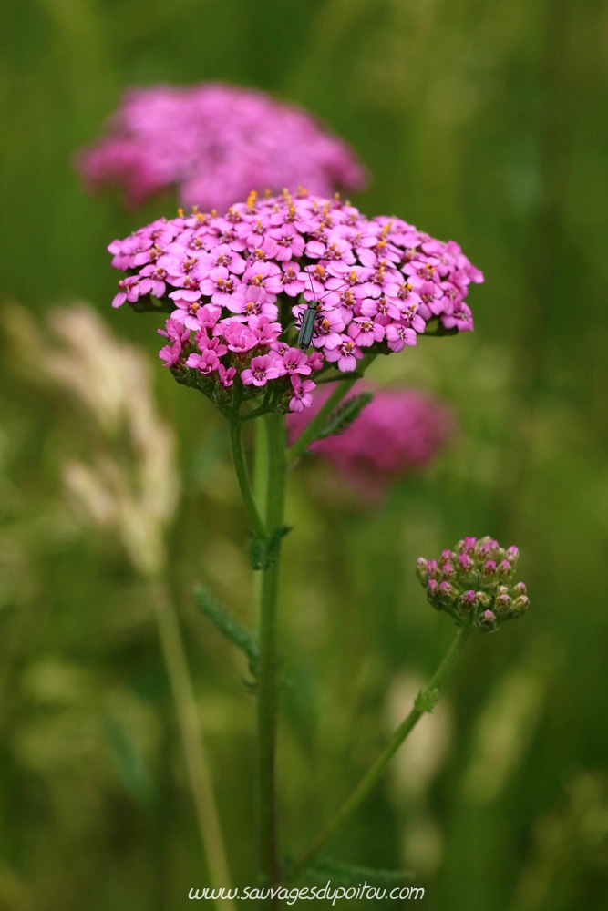 Achillea millefolium, Achillée millefeuille, Beauvoir (86)