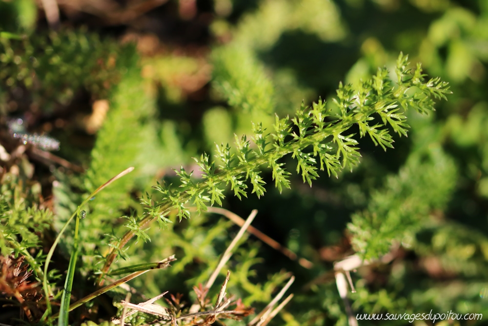 Achillea millefolium, Achillée millefeuille, Poitiers sous Blossac