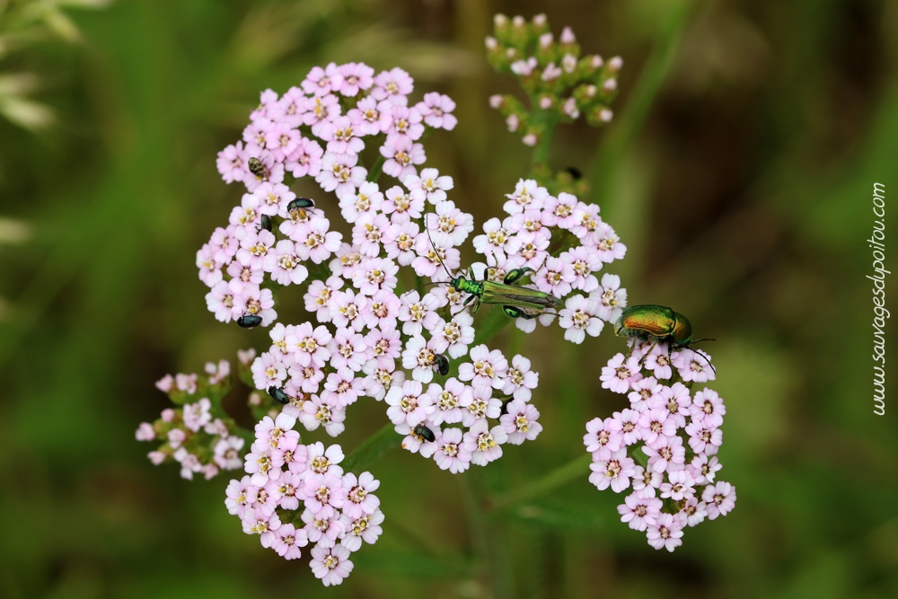 Achillea millefolium, Achillée millefeuille, Beauvoir (86)