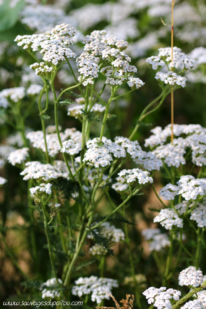 Achillea millefolium, Achillée millefeuille, Dagneux (01)
