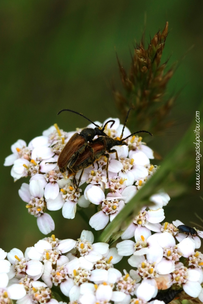 Pseudovadonia livida sur Achillea millefolium, Beauvoir (86)