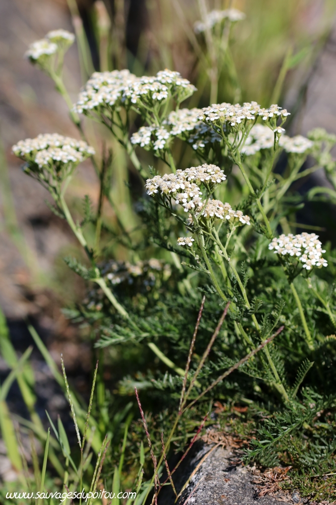 Achillea millefolium, Achillée millefeuille, Saint-Auvent (67)