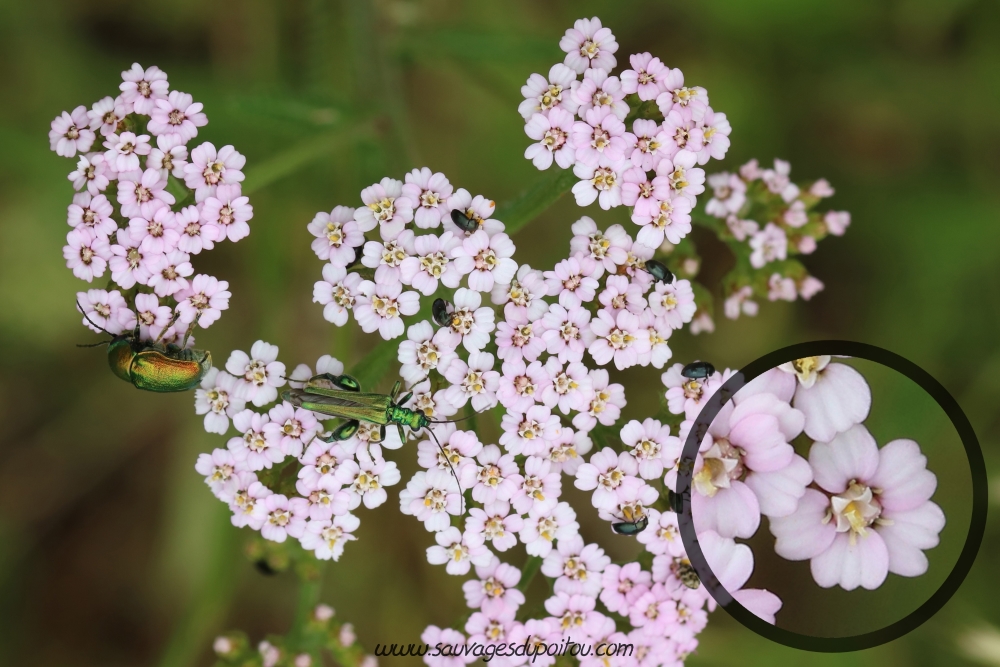 Achillea millefolium, Achillée millefeuille, Beauvoir (86)