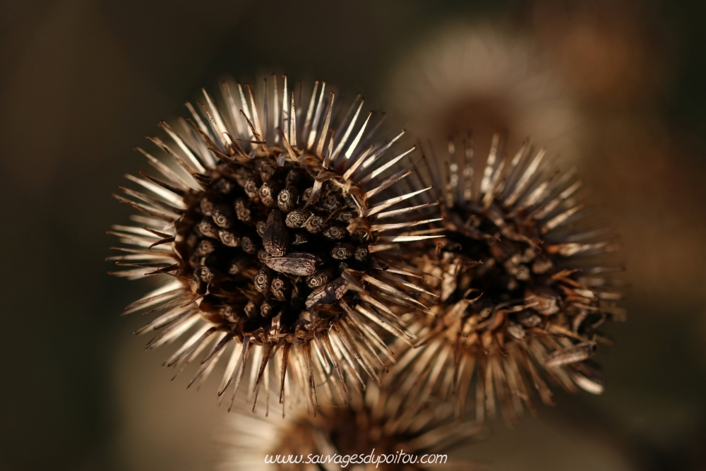 Arctium minus, Petite Bardane, Poitiers bords de Boivre