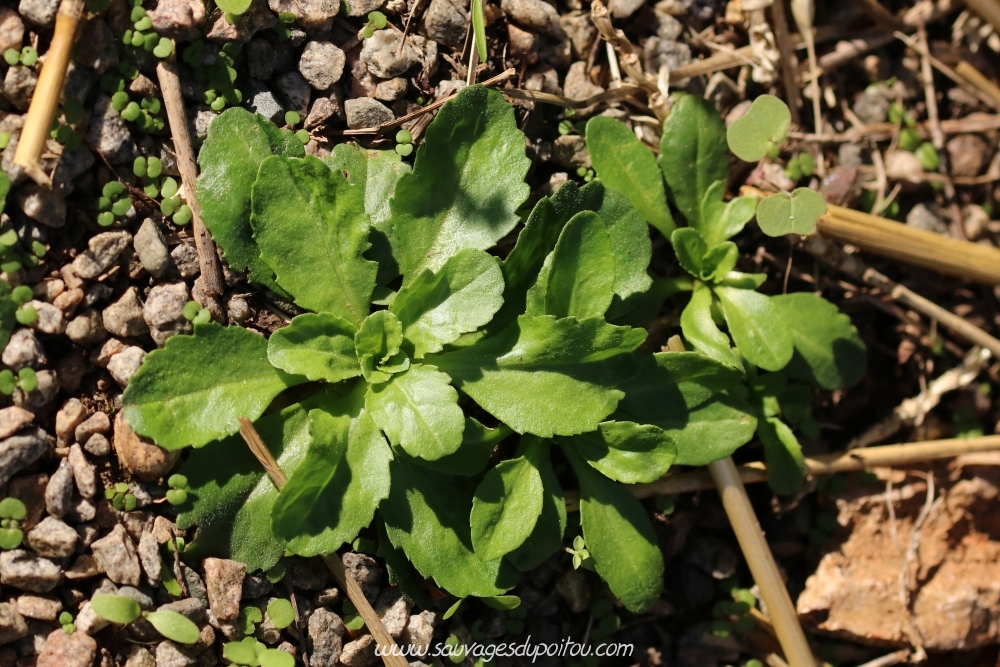 Bellis perennis, Pâquerette, Poitiers quartier Chilvert