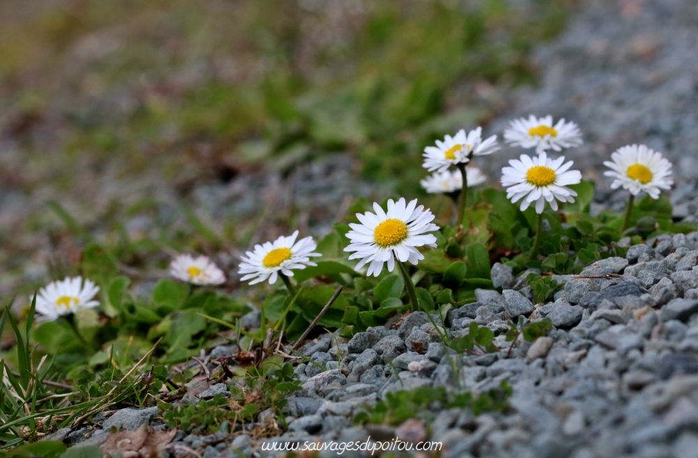 Bellis perennis, Pâquerette, Poitiers Chilvert