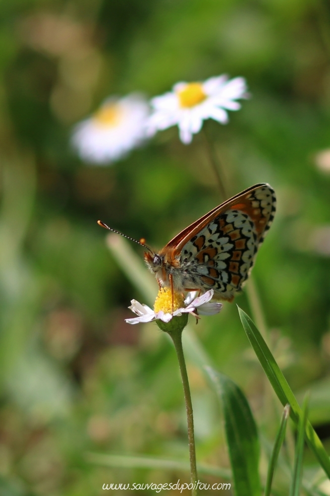 Melitaea cinxia sur Bellis perennis, Poitiers bords de Clain