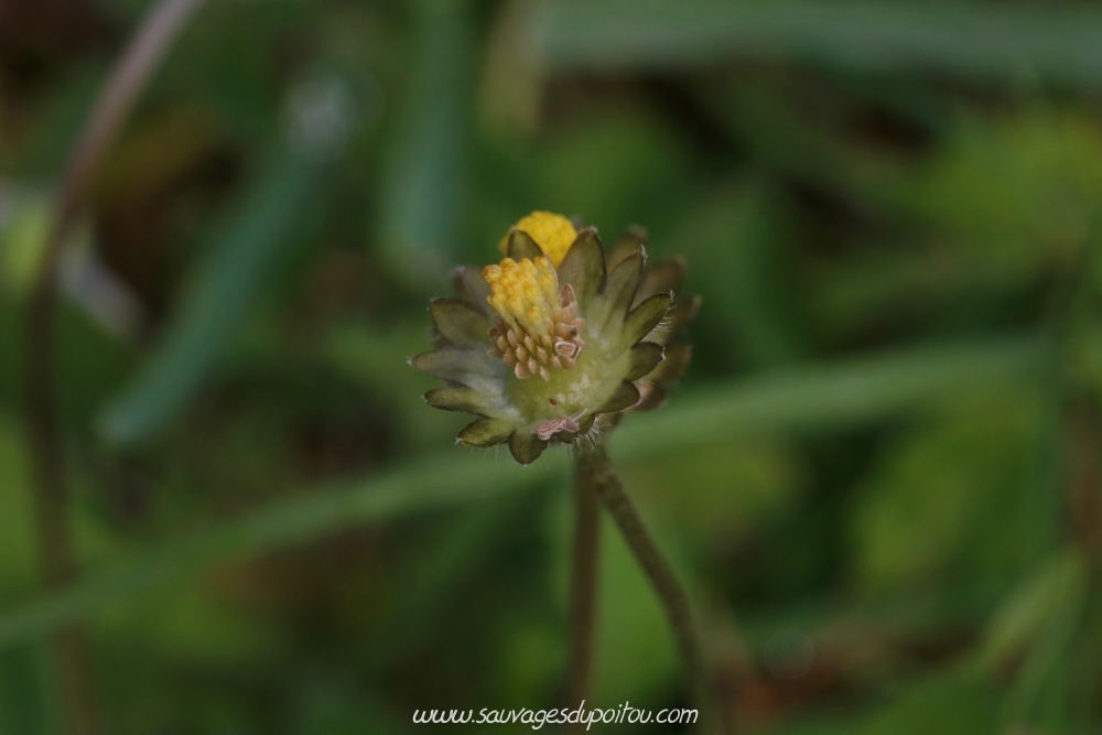 Bellis perennis, Pâquerette, Buxerolles (86)
