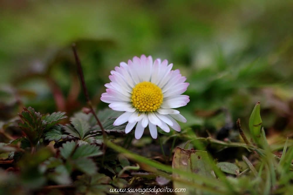 Bellis perennis, Pâquerette, Poitiers bords de Boivre