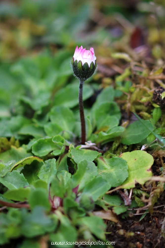 Bellis perennis, Pâquerette, Poitiers bords de Boivre