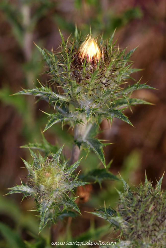 Carline commune, Carlina vulgaris, Buxerolles (86)