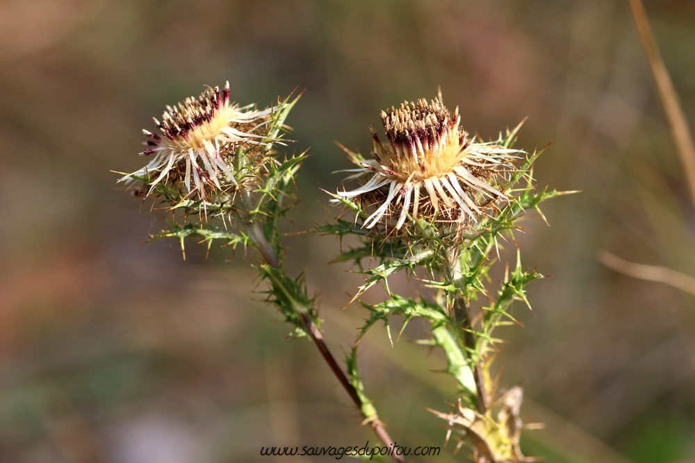 Carline commune, Carlina vulgaris, Buxerolles (86)