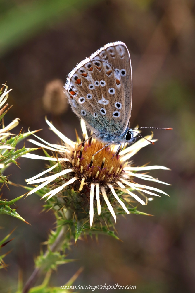 Polyommatus bellargus sur Carlina vulgaris , Buxerolles (86)