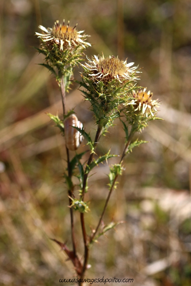 Carline commune, Carlina vulgaris, Buxerolles (86)