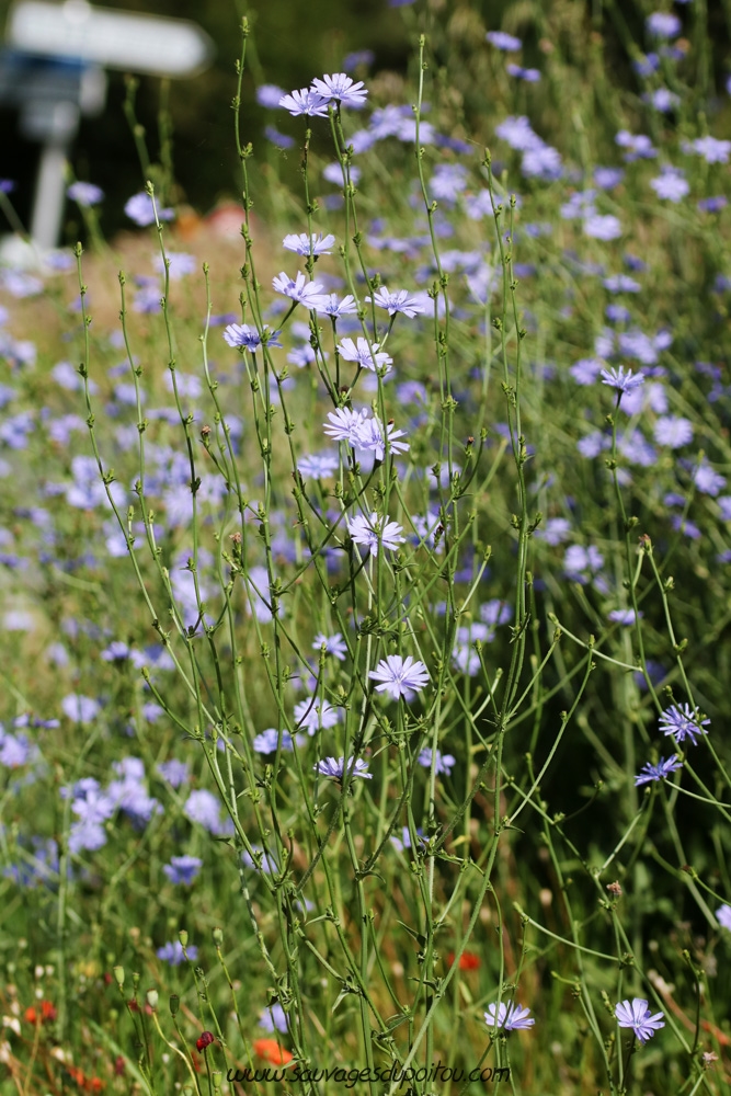 Cichorium intybus, Chicorée amère, Poitiers bords de Boivre