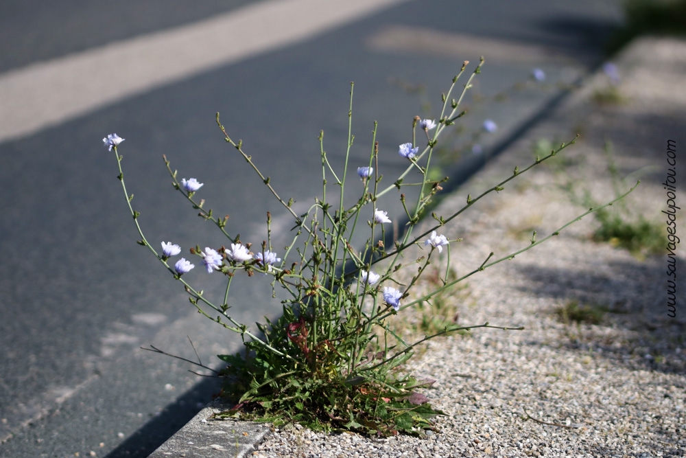 Cichorium intybus, Chicorée amère, Dagneux (01)