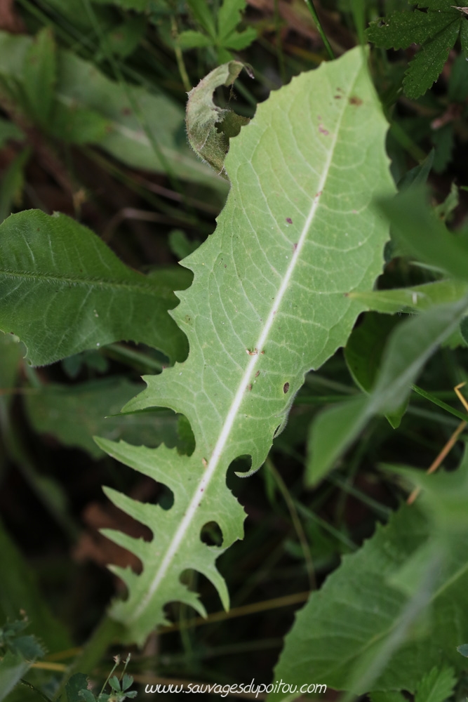 Cichorium intybus, Chicorée amère, Poitiers bords de Boivre