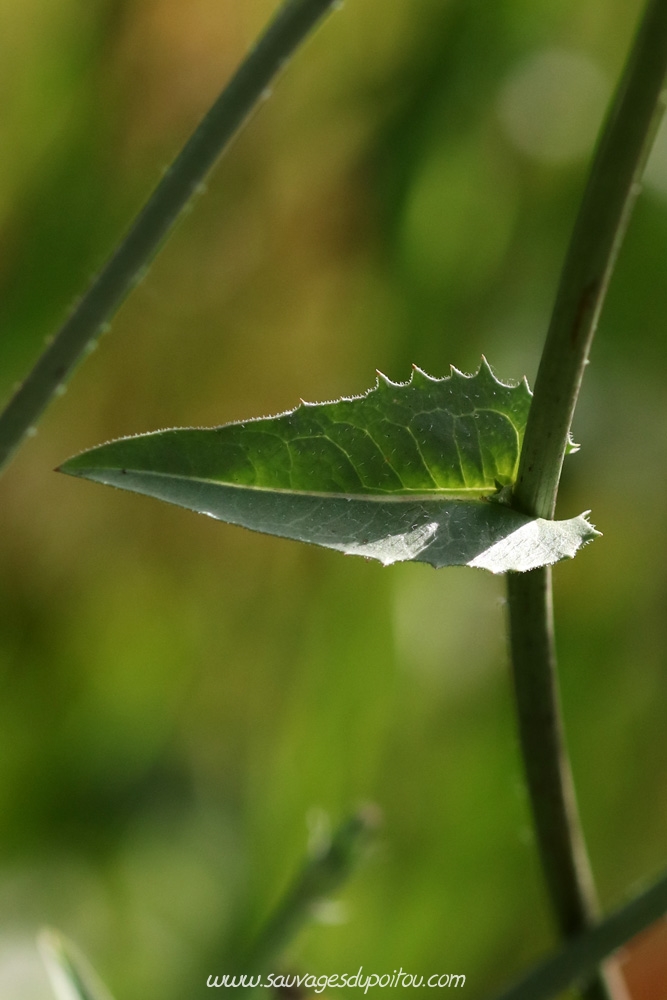 Cichorium intybus, Chicorée amère, Poitiers bords de Boivre