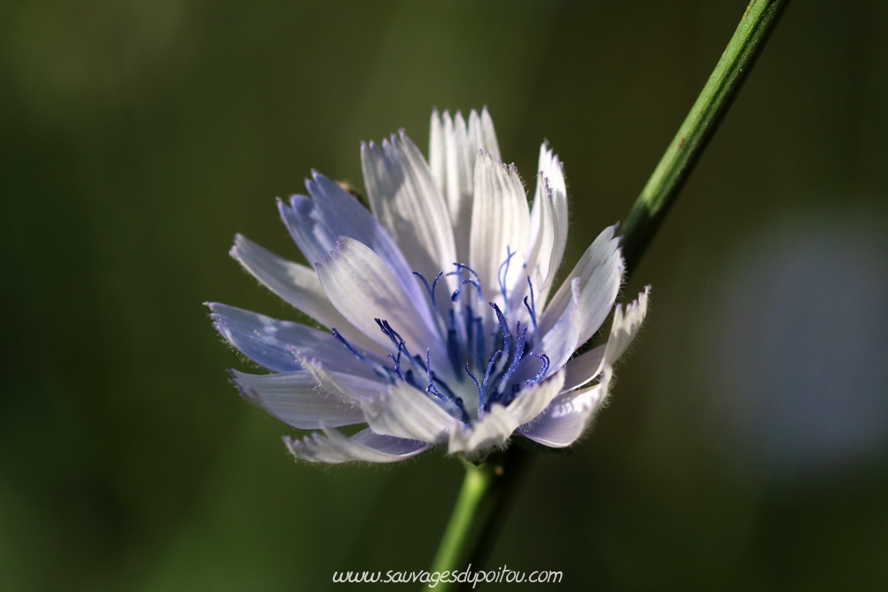 Cichorium intybus, Chicorée amère, Poitiers bords de Boivre