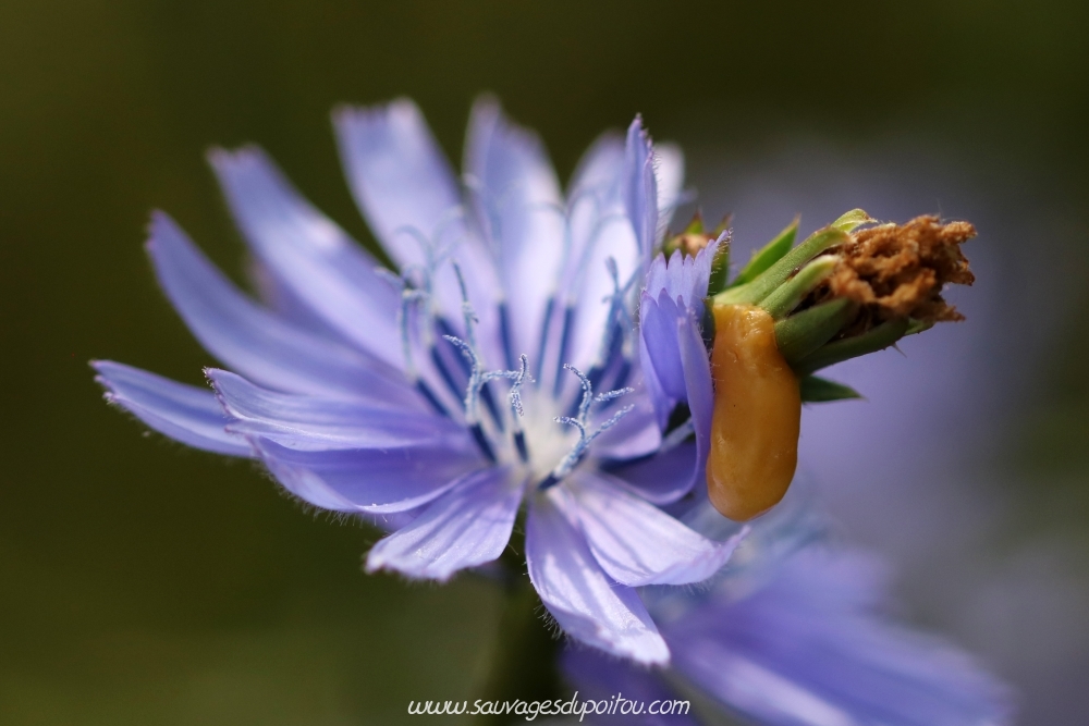 Cichorium intybus, Chicorée amère, Poitiers bords de Boivre