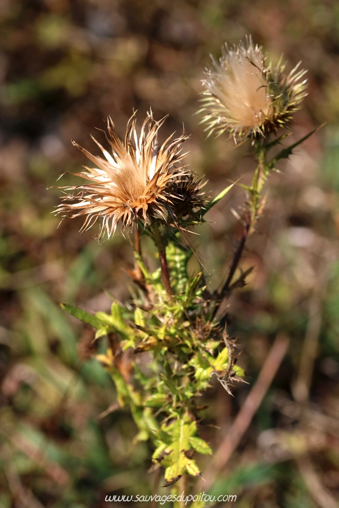 Cirsium arvense, Cirse des champs, Buxerolles (86)