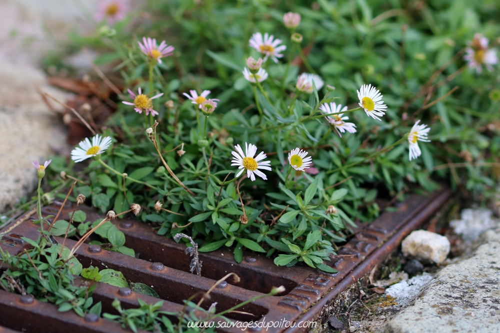 Erigeron karvinskianus, Vergerette de Karvinski , Rochefort (17)
