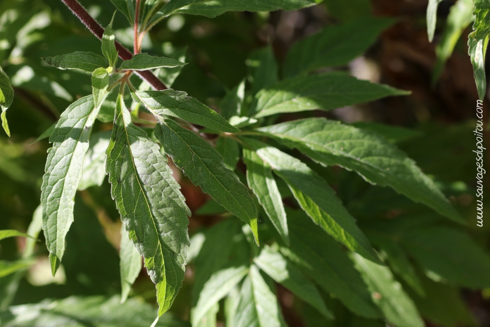 Eupatorium cannabinum, Eupatoire à feuilles de chanvre, Poitiers bords de Boivre