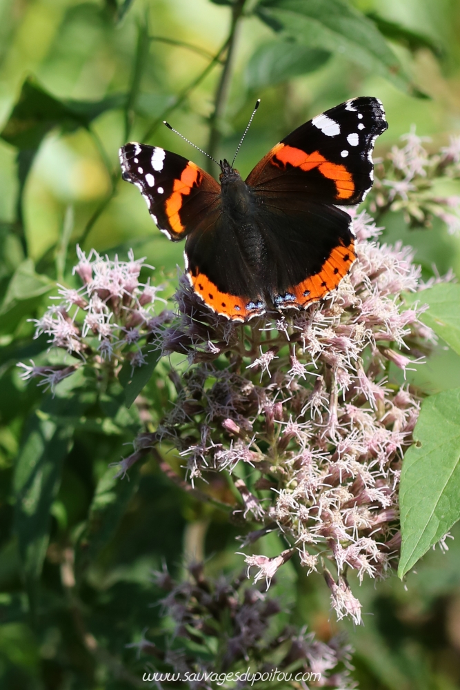 Vanessa atalanta sur Eupatorium cannabinum, Beauvoir (86)