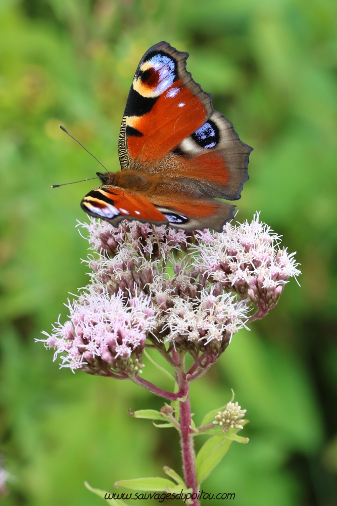 Aglais io sur Eupatorium cannabinum, Poitiers bords de Boivre