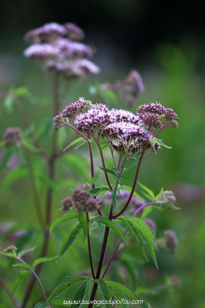 Eupatorium cannabinum, Eupatoire à feuilles de chanvre, Poitiers bords de Boivre