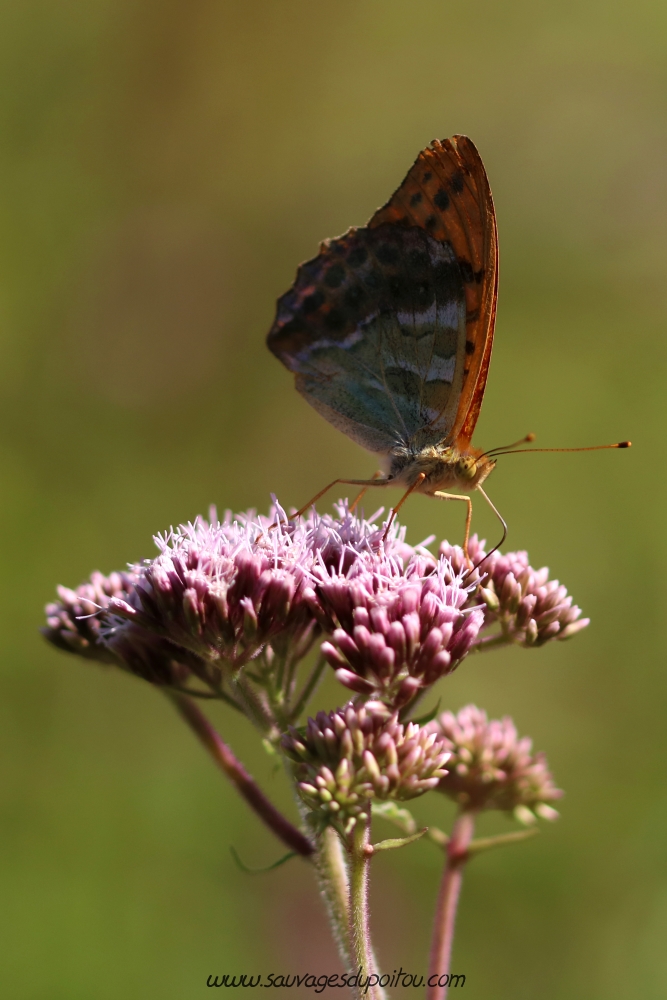 Argynnis paphiaboivre sur Eupatorium cannabinum, Poitiers bords de boivre