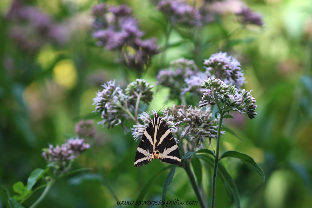 Eupatorium cannabinum, Eupatoire à feuilles de chanvre, Nouaillé-Maupertuis (86)