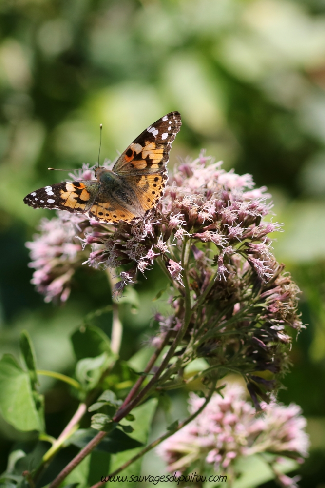 Vanessa cardui sur Eupatorium cannabinum, Beauvoir (86)