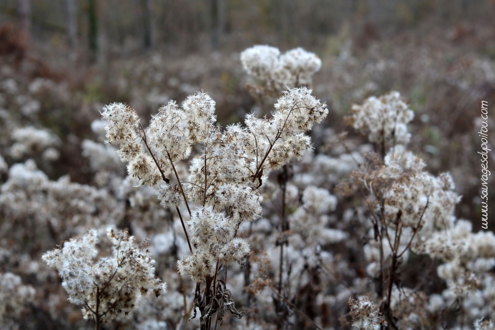 Eupatorium cannabinum, Eupatoire à feuilles de chanvre, Poitiers bords de Clain