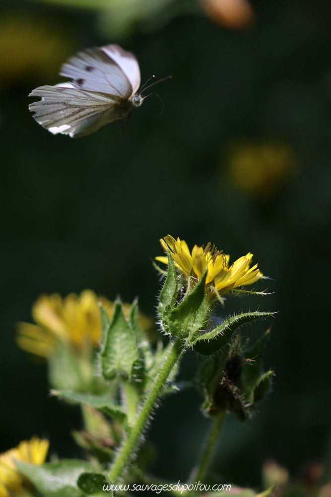 Pieris napi et Helminthotheca echioides, Picride fausse vipérine, Poitiers bords de Boivre