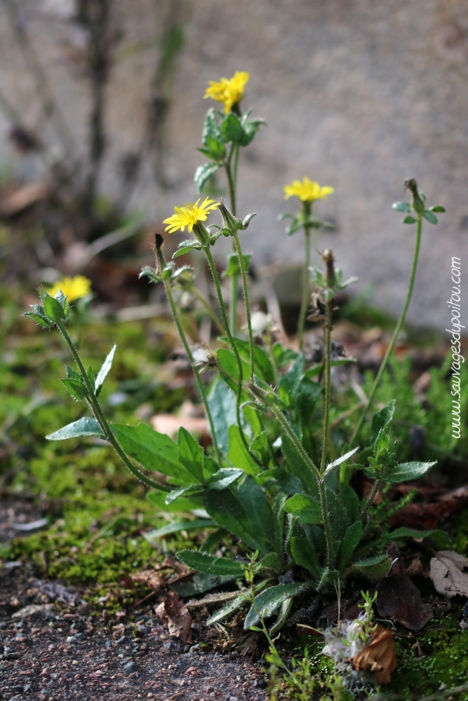 Helminthotheca echioides, Picride fausse vipérine, Poitiers bords de Boivre